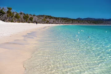 Acrylglas douchewanden met foto Whitehaven Beach, Whitsundays Eiland, Australië Meeuwen zwemmen in het helderblauwe water van een wit kiezelzandstrand in Whitsundays, Australië
