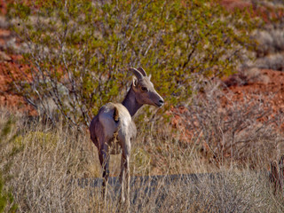 Mountaim goat in Valley of Fire