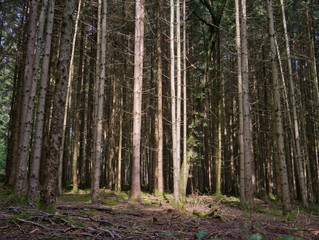 Lichtung in einem Wald mit schöner Sonneneinstrahlung