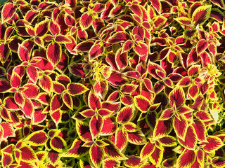 Top view painted nettle, decorative variegated leaves background. Red and yellow leaves of the coleus plant, Plectranthus scutellarioides, lamiaceae, blumei, solenostemon