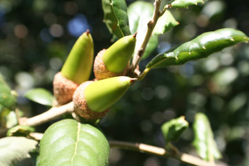 Oak Tree Acorn Close Up 