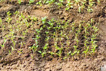 young shoots of tomatoes in a garden in a greenhouse, close-up