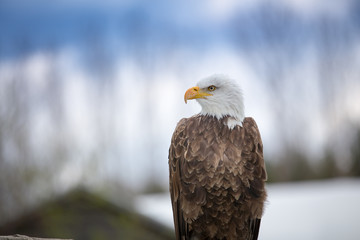 Bald Eagle