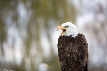 Bald Eagle