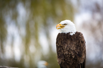 Bald Eagle