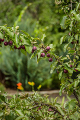 Crab apples on a tree on june after the rain. Green Branch of Crab apple tree.