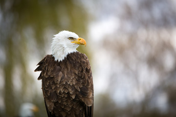 Bald Eagle