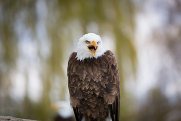 Bald Eagle