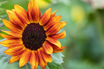 Vibrant Orange Sunflower