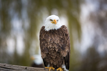 Bald Eagle