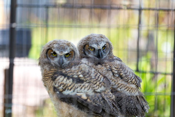 Burrow Owl