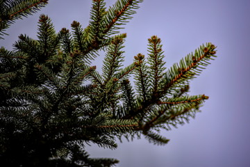 Abeto navide&ntilde;o