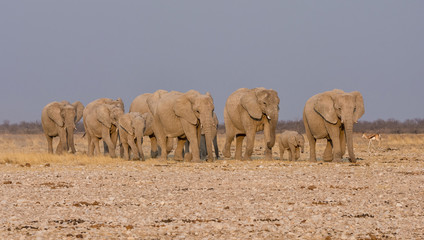 Elephant Family