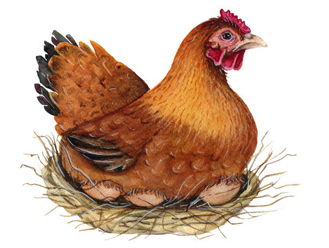 Hen. Watercolor Illustration.