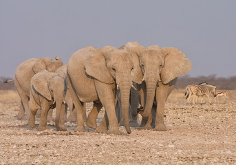 Elephant Family