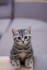 kitten cat scottish straight, lop-eared fluffy, animal