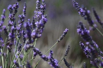 Close-up of growing violet lavender in French Provence 