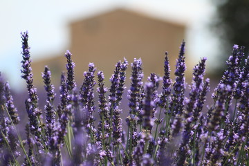 Close-up of growing violet lavender in French Provence 