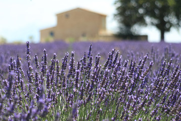 Close-up of growing violet lavender in French Provence 