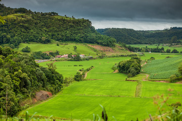 RICE FIELD