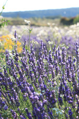 Close-up of growing violet lavender in French Provence 