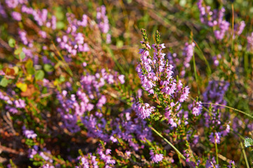 typische Pflanzen in Norwegen