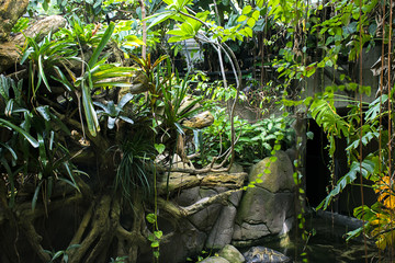 Jungle vegetation background
