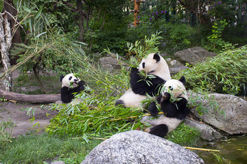 Fototapeta na wymiar Panda bears eating bamboo 
