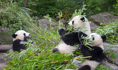 Panda bears eating bamboo 