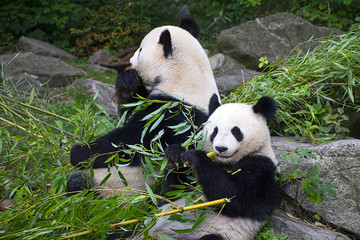 Obraz na płótnie Canvas Panda bears eating bamboo 
