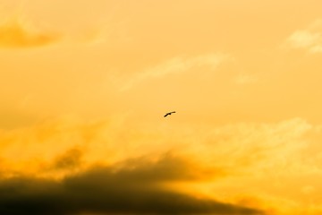 夕焼け空をバックにねぐらに帰るアオサギ