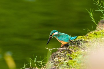 ターゲットにロックオンしたカワセミ