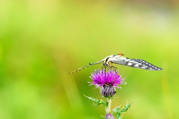 アザミの花の蜜を吸うキアゲハ