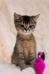 kitten cat scottish straight, lop-eared fluffy, animal