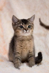 Naklejka na ściany i meble kitten cat scottish straight, lop-eared fluffy, animal