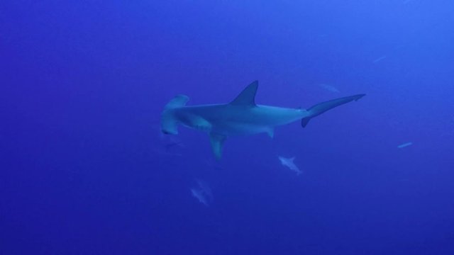 Scalloped hammerheadswimming by at 55m depth at the Daedalus reef in the Red Sea, Egypt