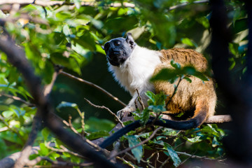 Monkey collar sauim in tree with many branches and leaves - zoo