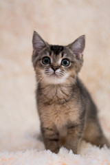kitten cat scottish straight, lop-eared fluffy, animal