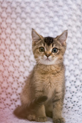 Fototapeta premium kitten cat scottish straight, lop-eared fluffy, animal