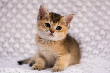 Fototapeta na wymiar kitten cat scottish straight, lop-eared fluffy, animal