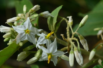 FLores