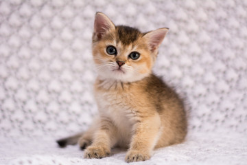 kitten cat scottish straight, lop-eared fluffy, animal