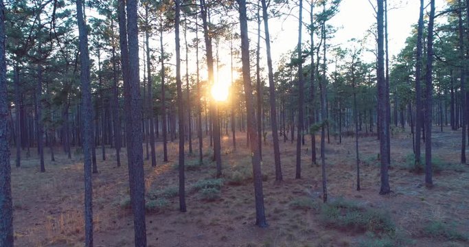 Sunset in forest, aerial