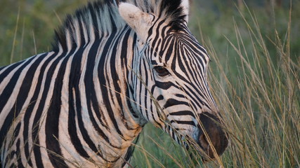 Fototapeta na wymiar A wild zebra in Safari, Game Reserve, South Africa