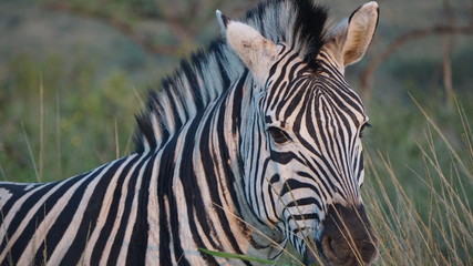 A wild zebra in Safari, Game Reserve, South Africa