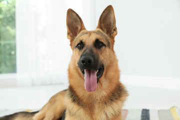Cute German shepherd dog at home. Lovely pet