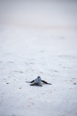 Baby Leather back sea turtle