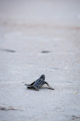 Baby Leather back sea turtle