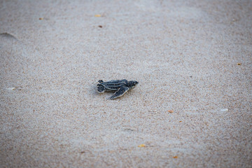 Baby Leather back sea turtle