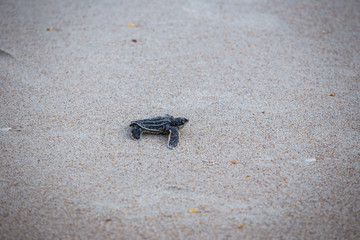 Baby Leather back sea turtle